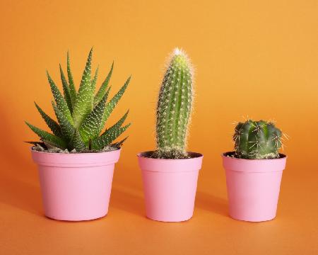 Cactus.2