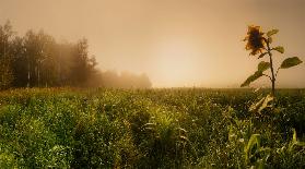 Misty morning