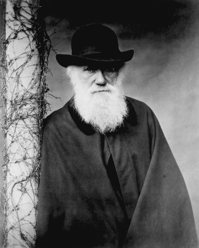 Portrait of Charles Darwin (1809-82) 1881 (b/w photo)  de Julia Margaret Cameron