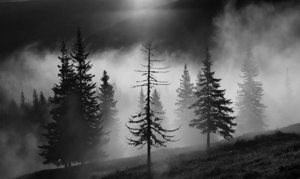 Misty forest de Julien Oncete