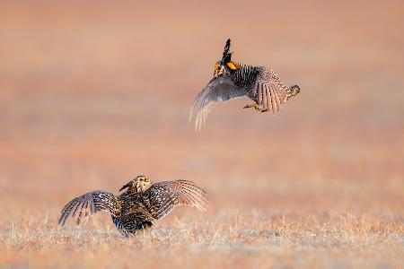 The Morning Dance