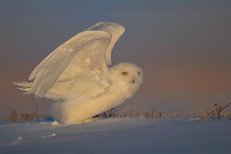 Snowy Owl Taking Off