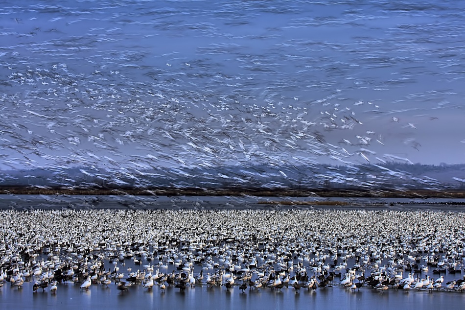 Before Dawn - A Day of Snow Goose Migration de Jun Zuo