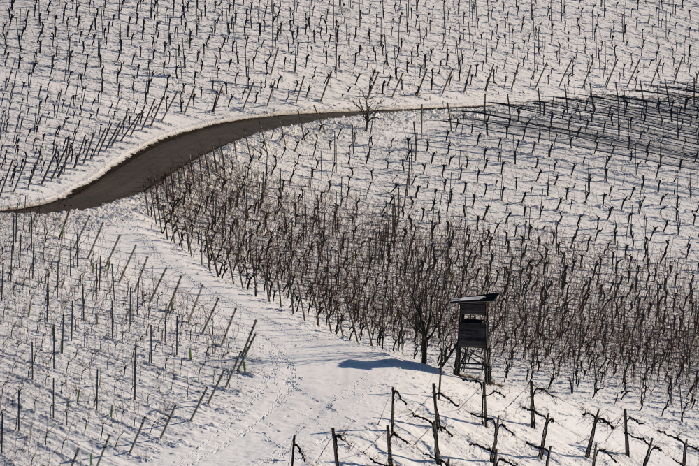 Winter vineyards de Jure Kravanja