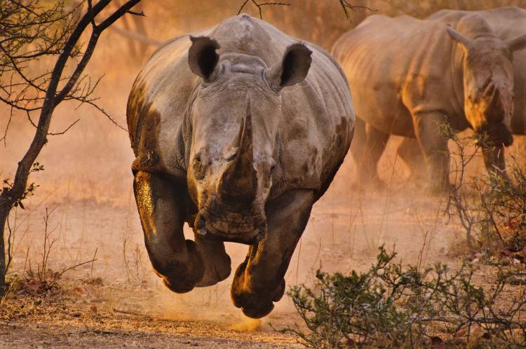 Rhino learning to fly de Justus Vermaak