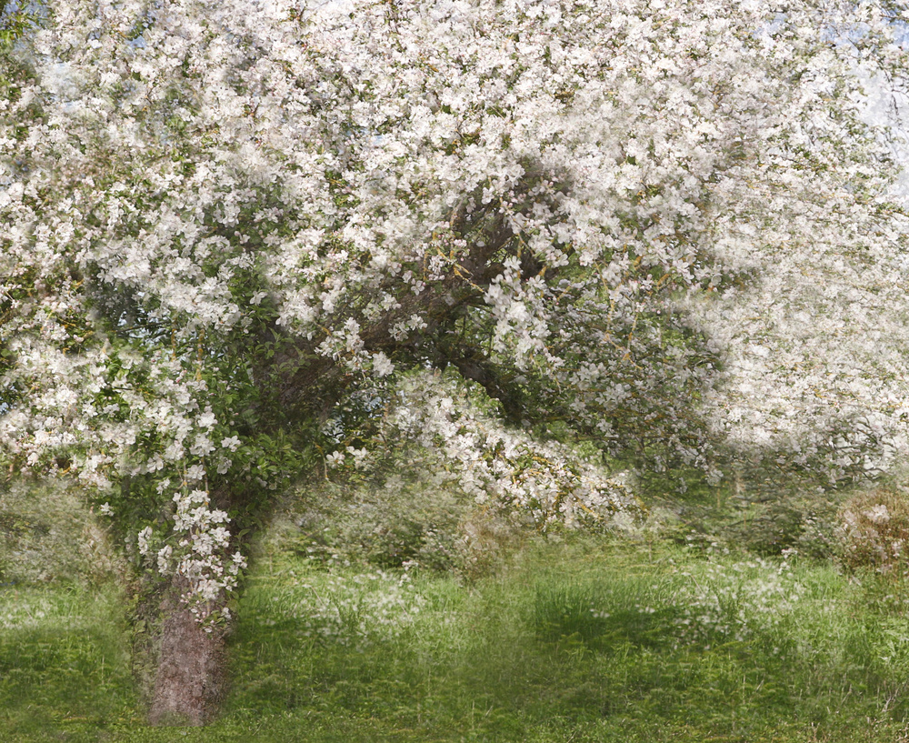 Apple Tree de Jutta Kerber