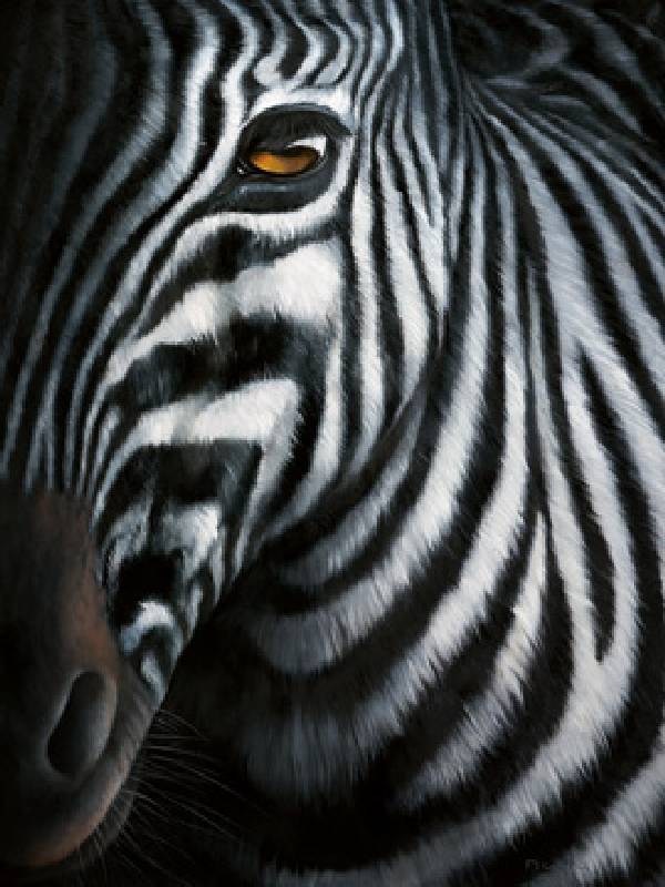 Zebra I de 