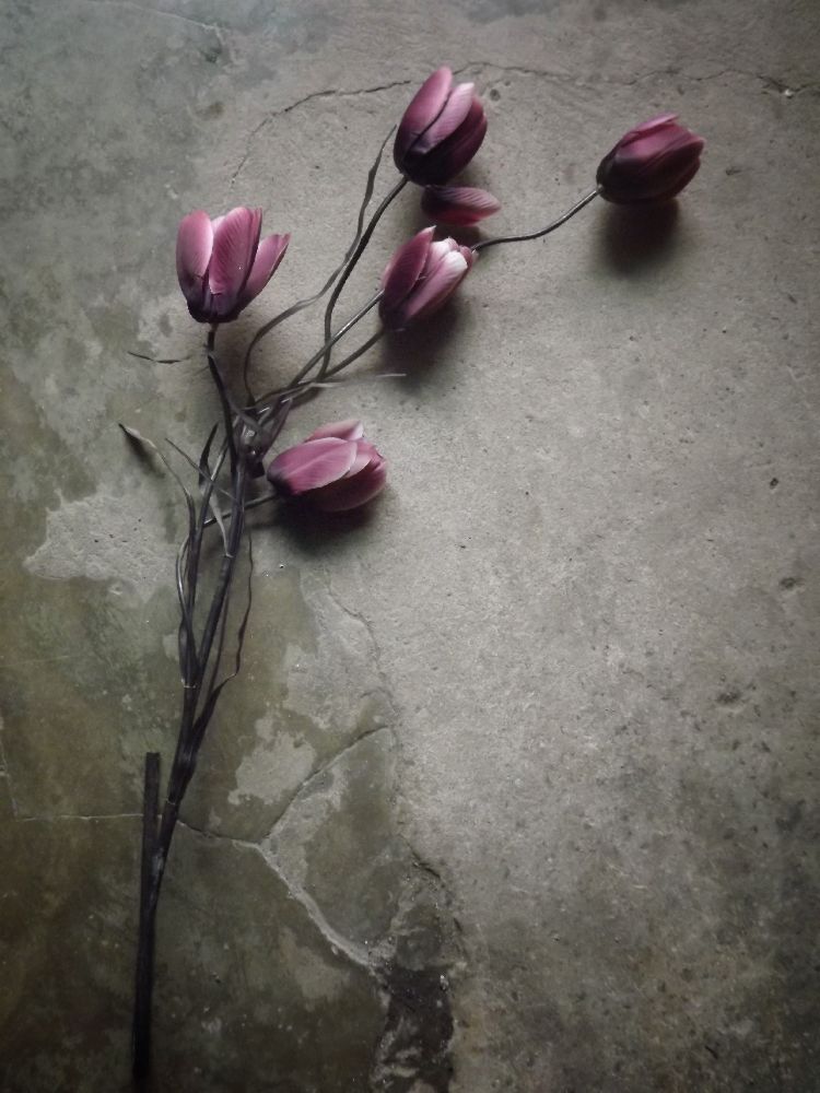 The elegant tulip de kahar lagaa