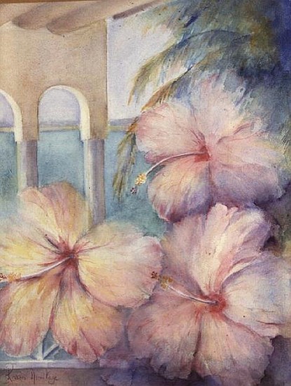 Hibiscus Pimms  de Karen  Armitage