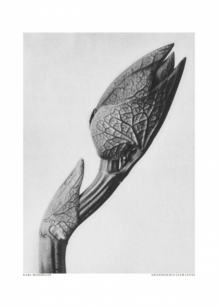 Aristolochia clematitis de Karl Blossfeldt