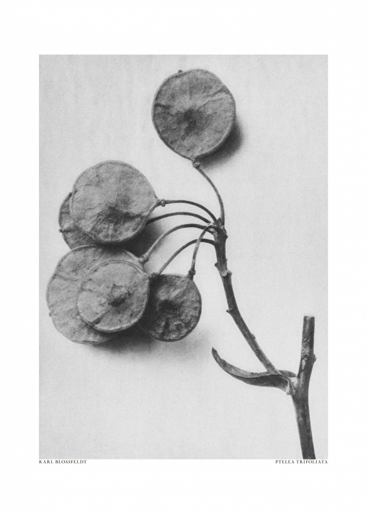 Ptelea Trifoliata de Karl Blossfeldt