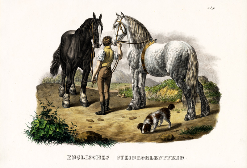 English Pit Horse de Karl Joseph Brodtmann