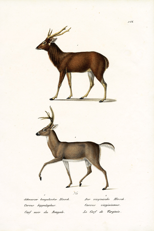 Red Deer de Karl Joseph Brodtmann