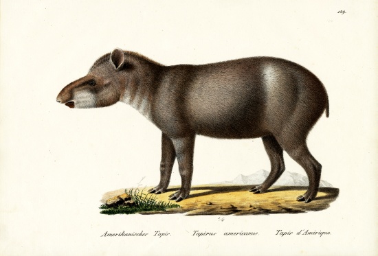 American Tapir de Karl Joseph Brodtmann