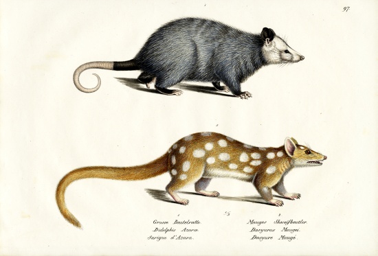 Azara?S Opossum de Karl Joseph Brodtmann