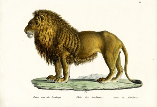 Barbary Lion de Karl Joseph Brodtmann