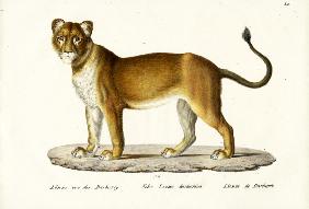 Barbary Lioness