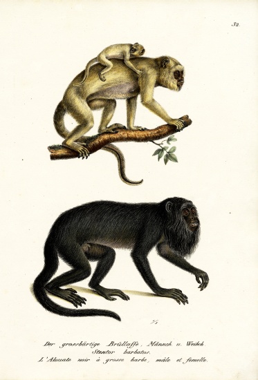 Black Howler Monkeys de Karl Joseph Brodtmann