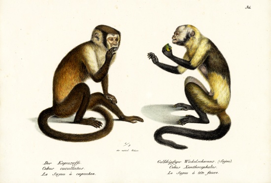 Capuchin Monkey de Karl Joseph Brodtmann