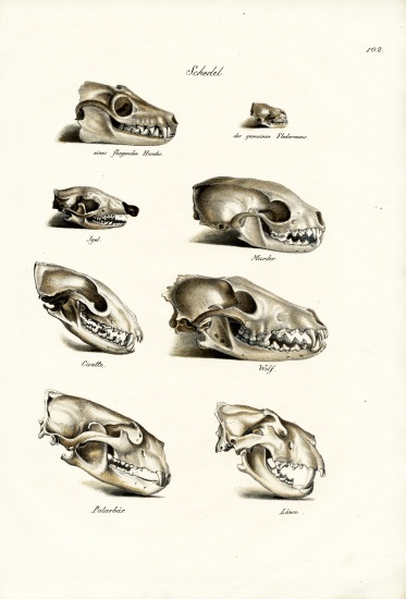 Carnivores Skulls de Karl Joseph Brodtmann