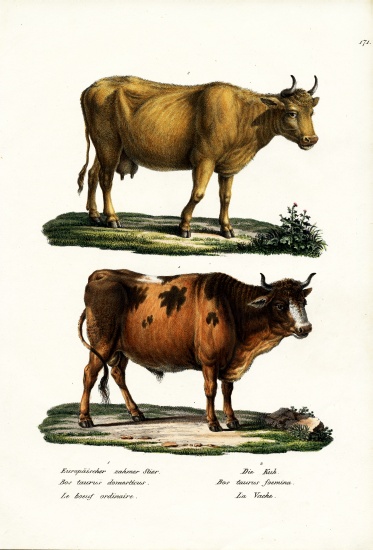 Cattle de Karl Joseph Brodtmann