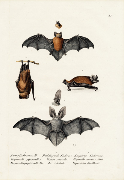 Common Pipistrelle de Karl Joseph Brodtmann