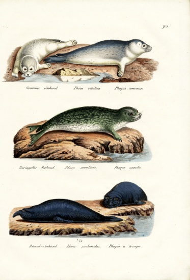 Common Seal de Karl Joseph Brodtmann