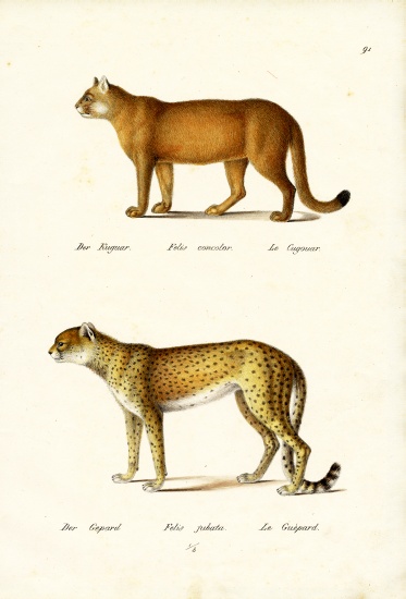 Cougar de Karl Joseph Brodtmann