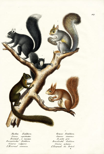 Different Kinds Of Squirrels de Karl Joseph Brodtmann