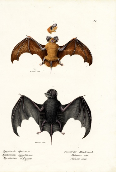 Egyptian Free-Tailed Bat de Karl Joseph Brodtmann