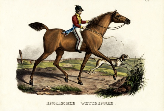 English Racer Horse de Karl Joseph Brodtmann
