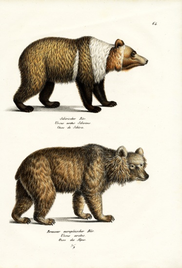European Brown Bear de Karl Joseph Brodtmann