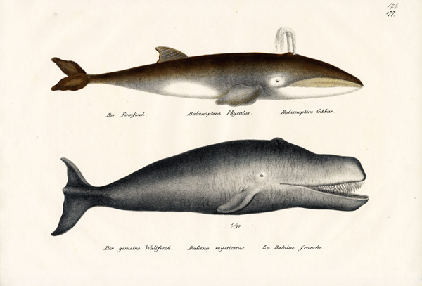 Fin Whale de Karl Joseph Brodtmann