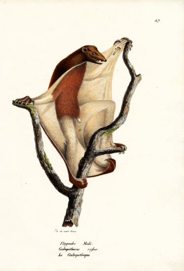 Flying Lemur de Karl Joseph Brodtmann