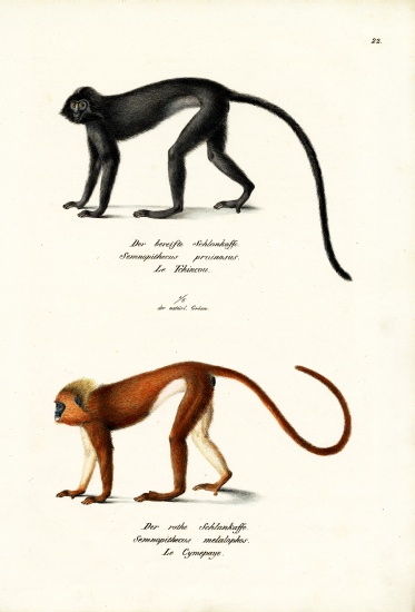 Hanuman Langur de Karl Joseph Brodtmann