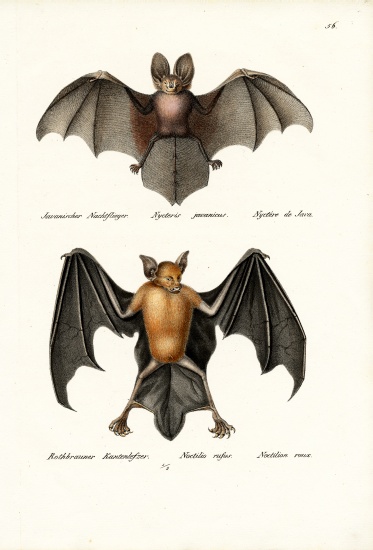 Hollow-Faced Bat de Karl Joseph Brodtmann