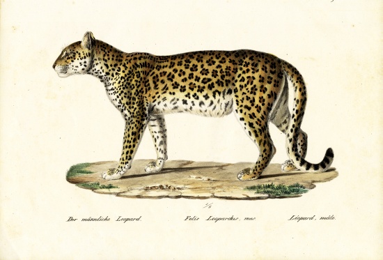 Leopard de Karl Joseph Brodtmann