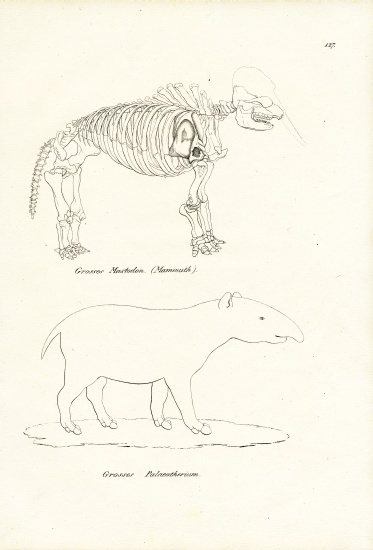 Mastodon de Karl Joseph Brodtmann