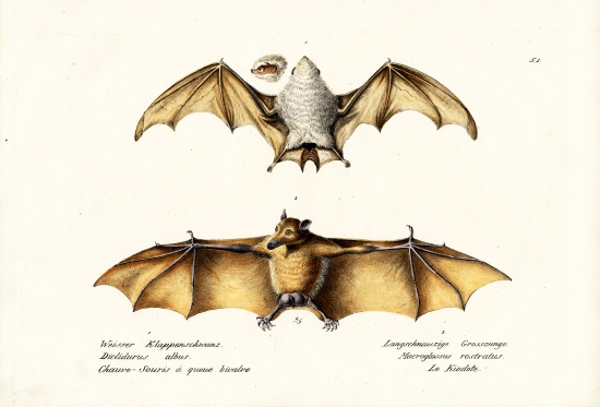 Northern Ghost Bat de Karl Joseph Brodtmann