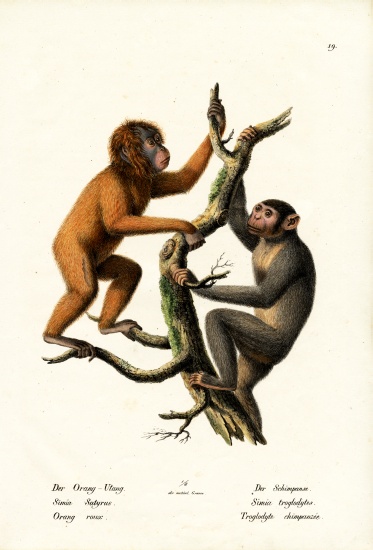 Orangutan de Karl Joseph Brodtmann
