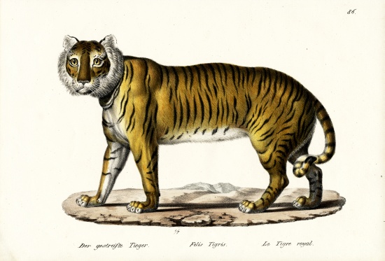 Royal Tiger de Karl Joseph Brodtmann