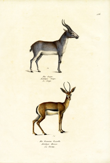 Saiga Antelope de Karl Joseph Brodtmann