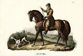 Spanish Hunter Horse