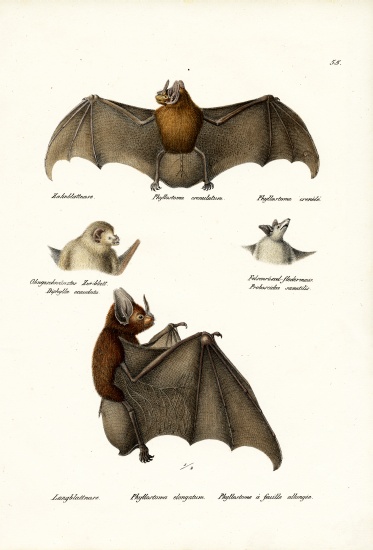 Spear-Nosed Bats de Karl Joseph Brodtmann