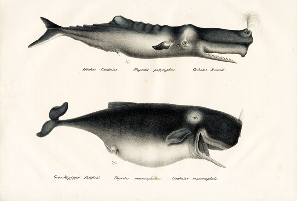 Sperm Whales de Karl Joseph Brodtmann