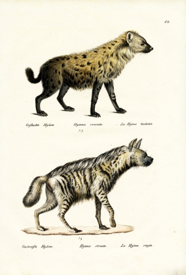 Spotted Hyaena de Karl Joseph Brodtmann