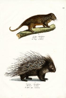 Porcupines