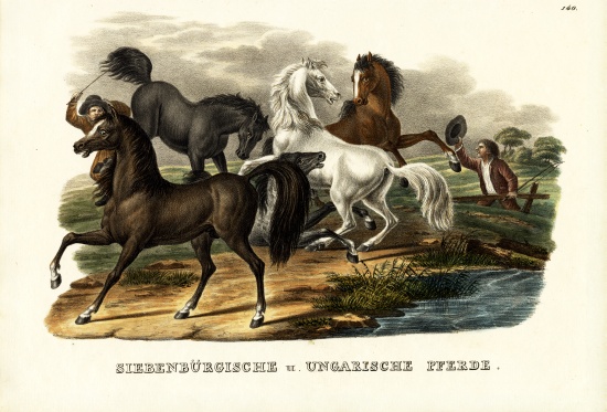 Transylvanian And Hungarian Horses de Karl Joseph Brodtmann