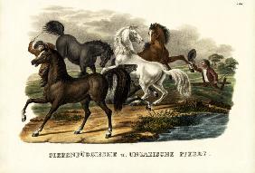 Transylvanian And Hungarian Horses