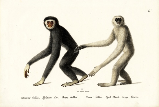 White-Handed Gibbon de Karl Joseph Brodtmann